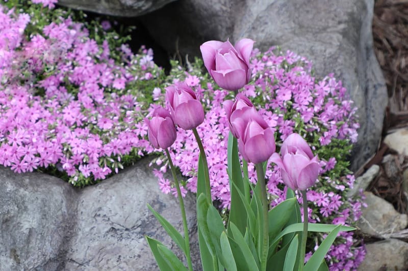 Art in Bloom presented by LINNEA