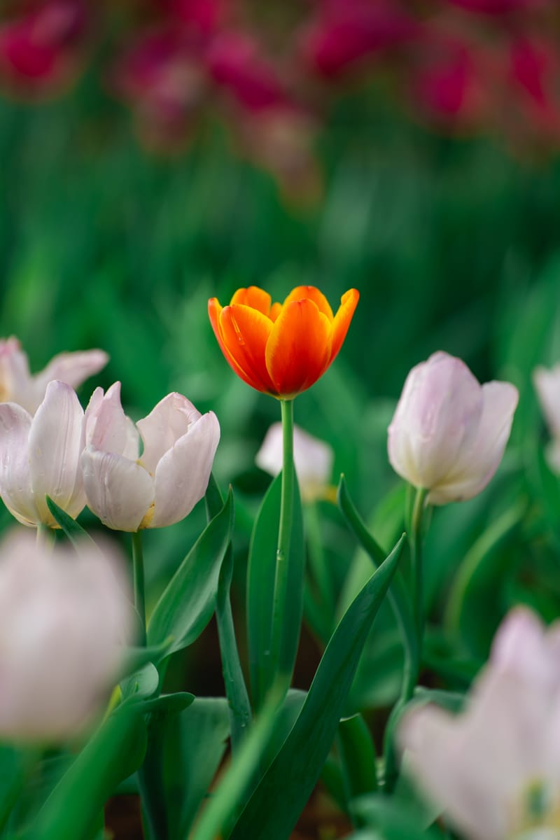 Gardening for All Ages— Spring Garden Show