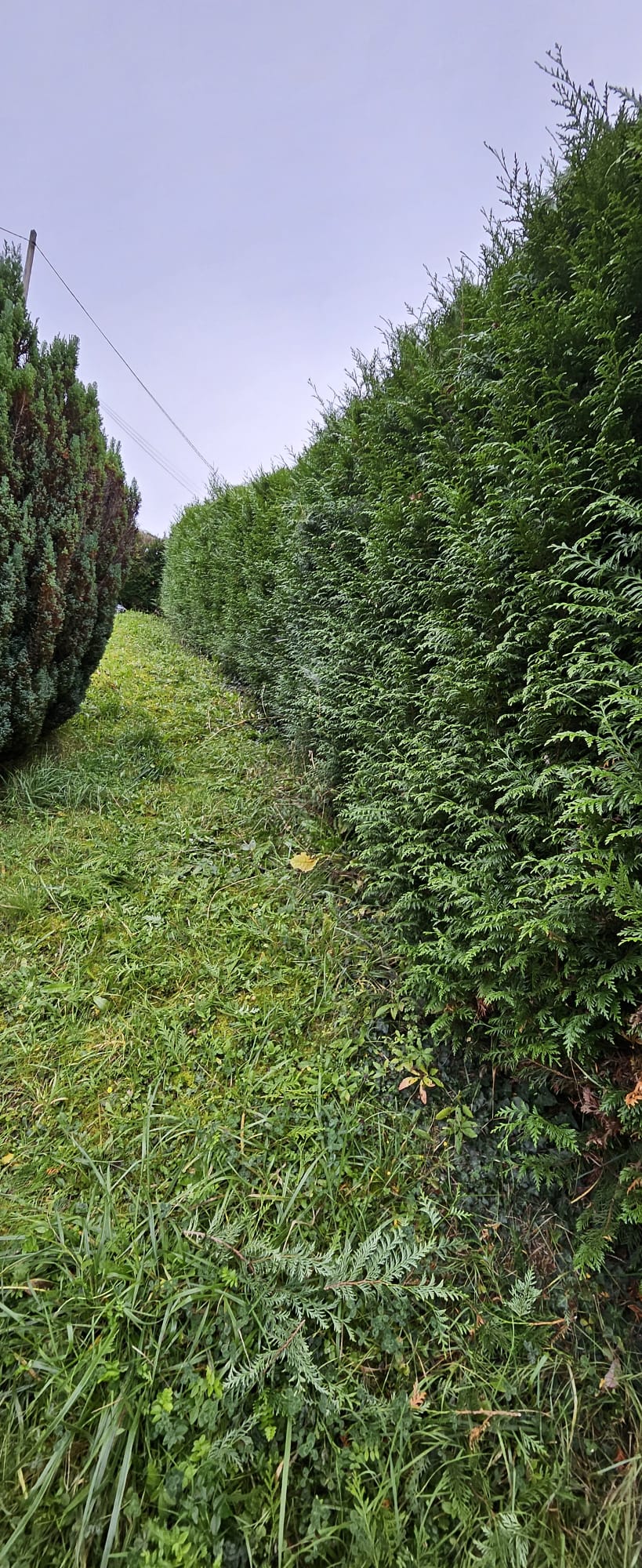 Taille de haie avant