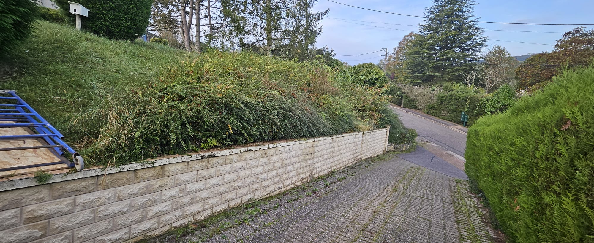 Taille de haie avant