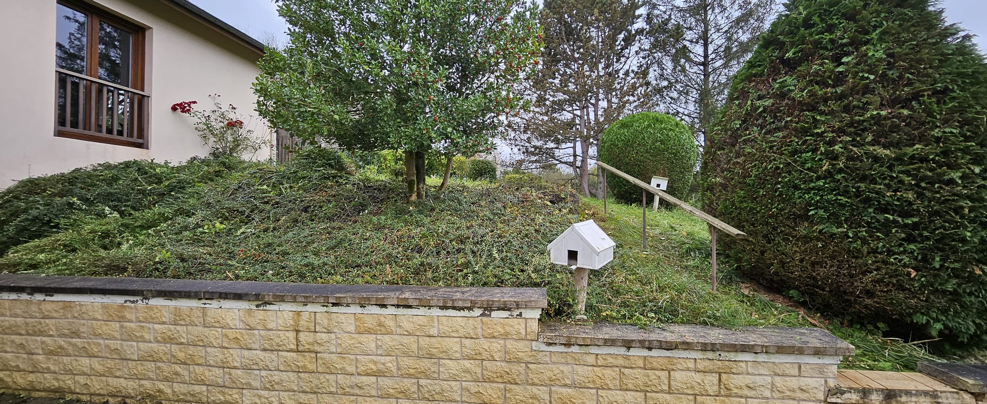 Taille de haie en cours et après