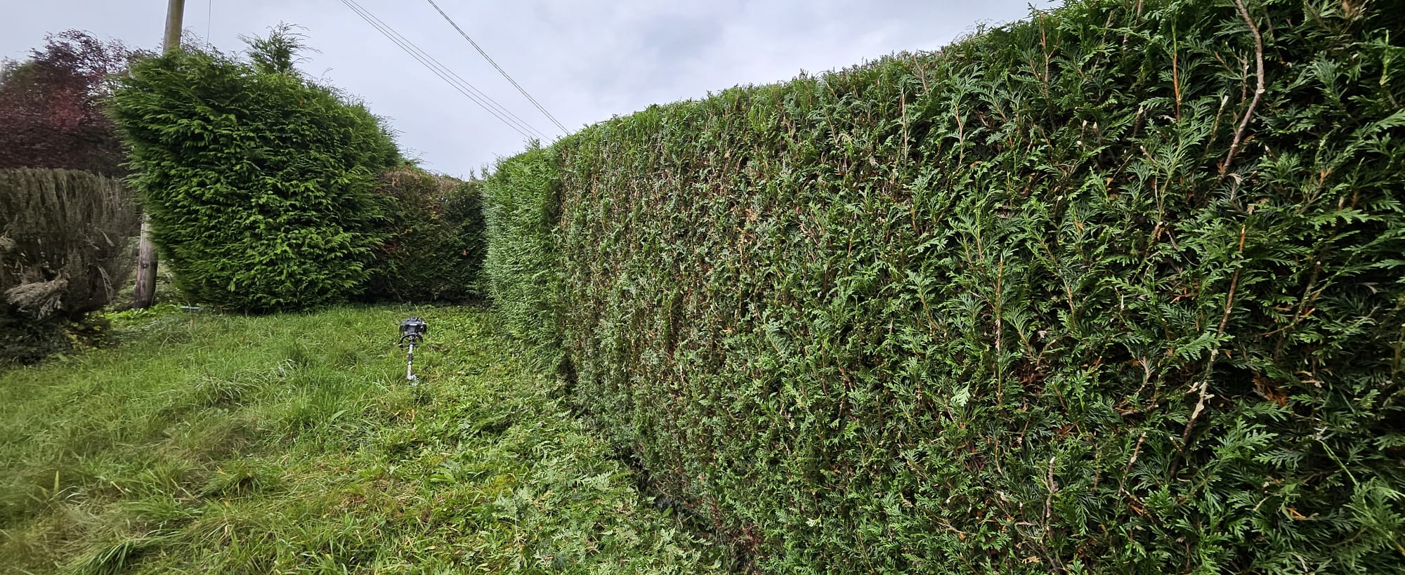 Taille de haie en cours et après