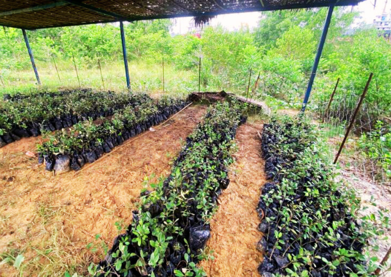 Mangrove Rehabilitation in Buenavista: AMICI’s Ongoing Commitment to Environmental Stewardship