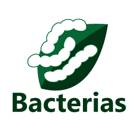 Bacteria