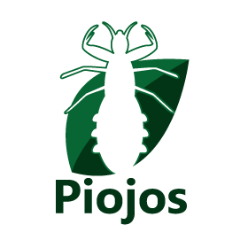 Piojo