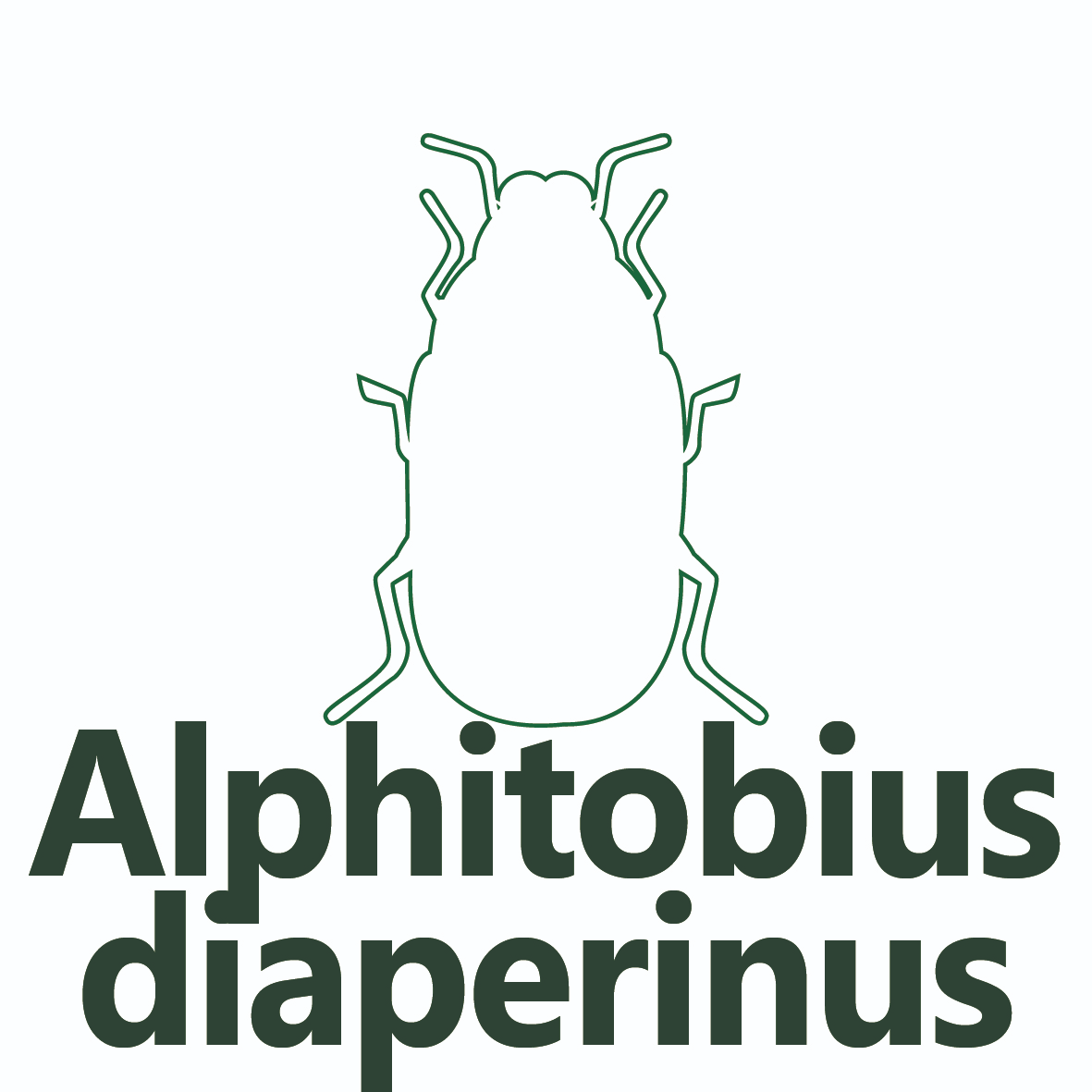 Alphitobius Diaperinus