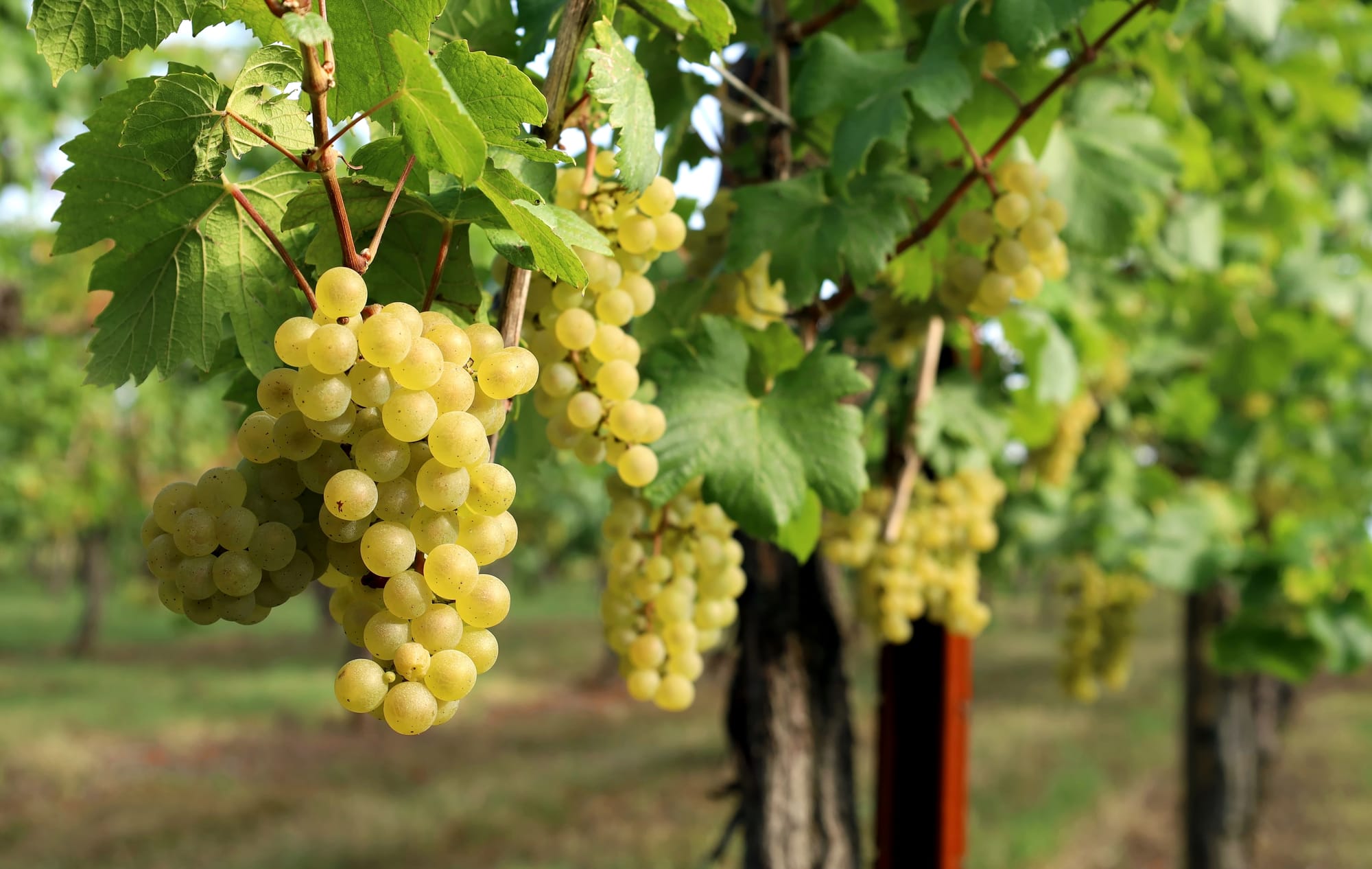 Viñedo