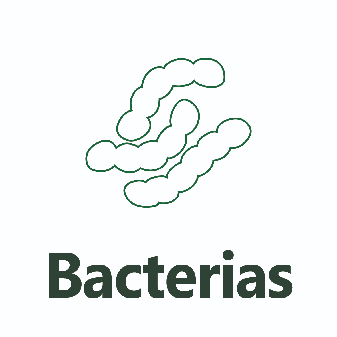 Bacteria