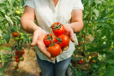Glück aus dem eigenen Gemüsegarten