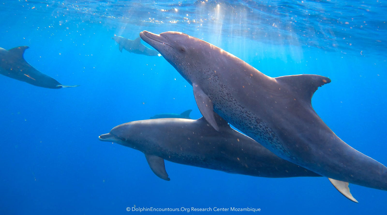 The Ethical Dimensions of Dolphin Encounters: A Guide to Responsible Tourism in Ponto d'Ouro