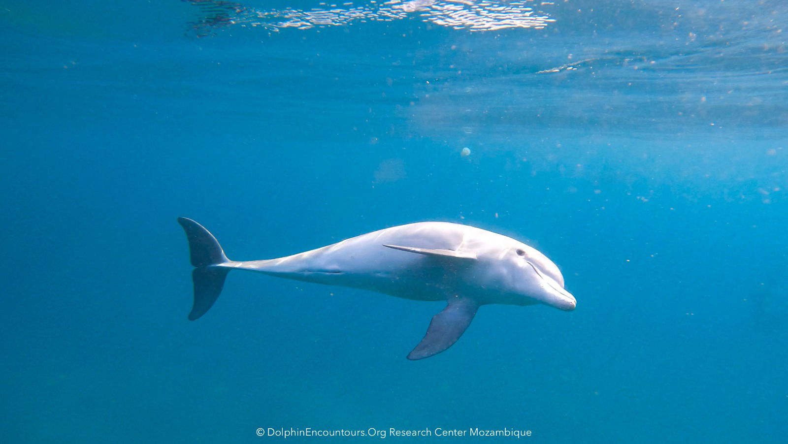 Unveiling the Ocean's Guardians: The Inspiring Work of Dolphin Encountours