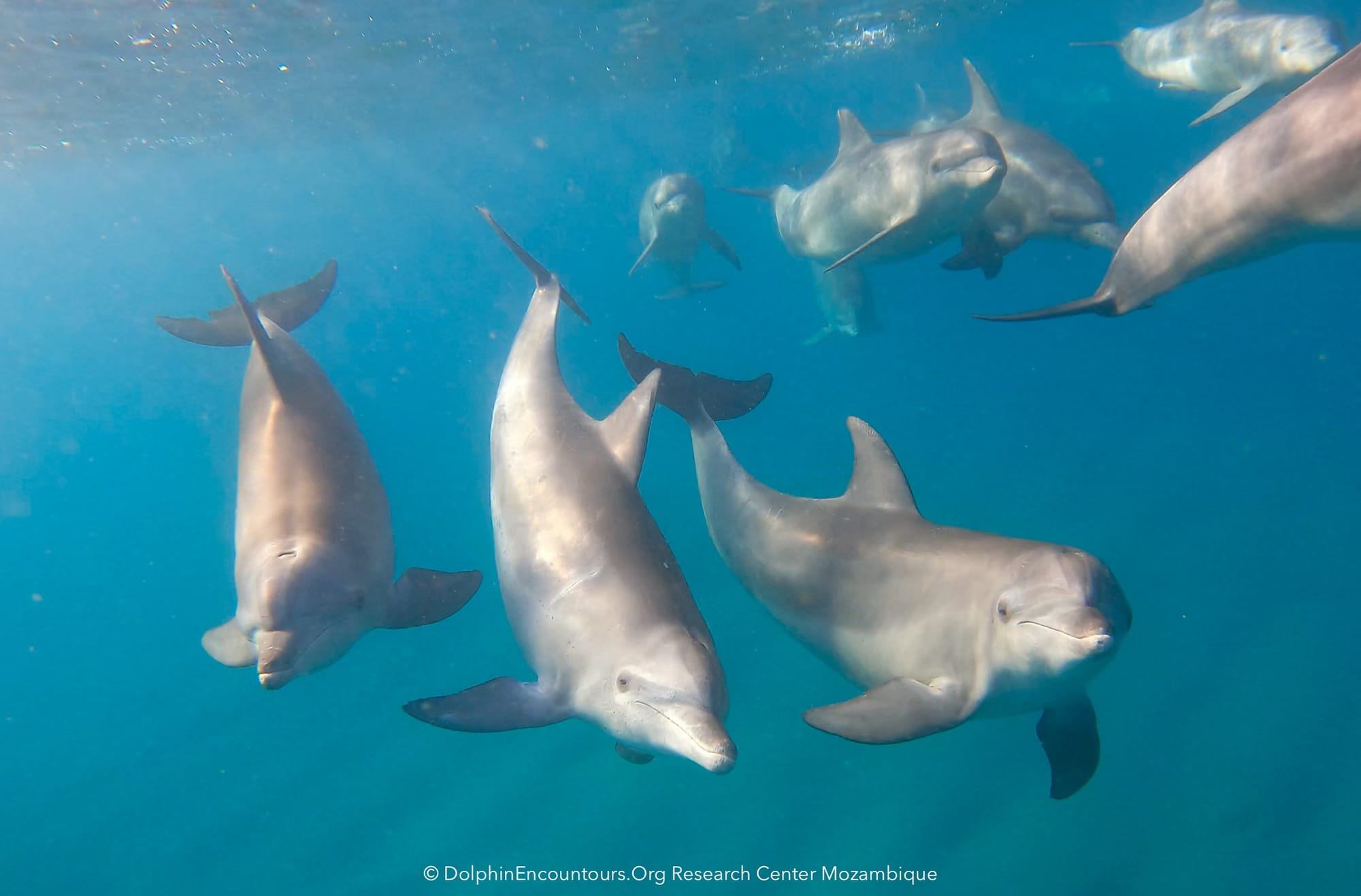Unlocking the Mysteries of Ponta d'Ouro's Marine Biodiversity: A Journey through its Reefs and Underwater Wonders