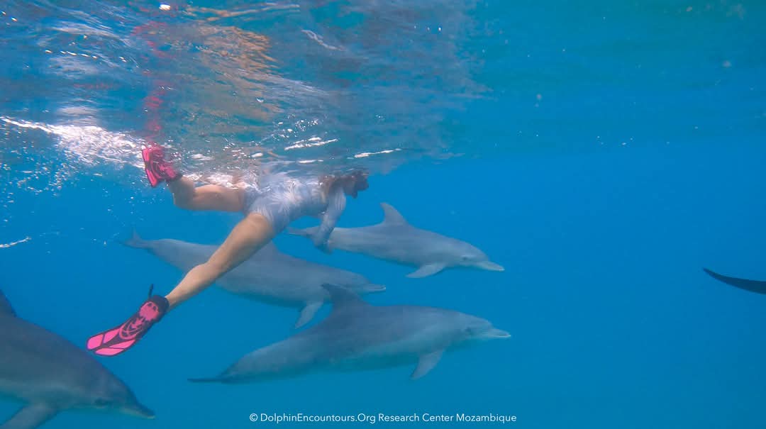 Healing Waters: The Therapeutic Benefits of Swimming with Dolphins in Ponta d'Ouro, Mozambique