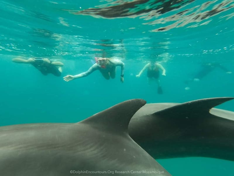 Swimming with Wild Dolphins