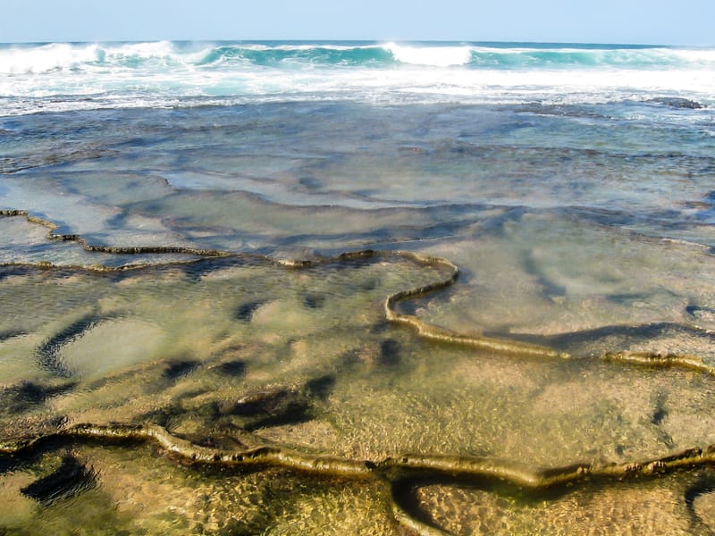 Exploring Ponta d'Ouro's Marine Life and Ecosystems