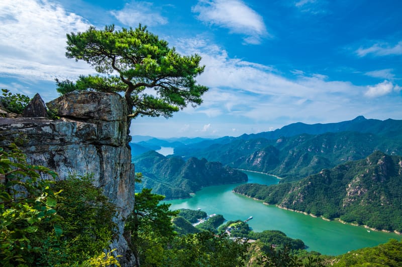 Le petit truc " magie" et les arbres....