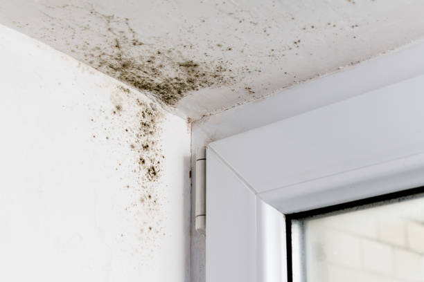 Preventing Mold and Mildew on Painted Surfaces