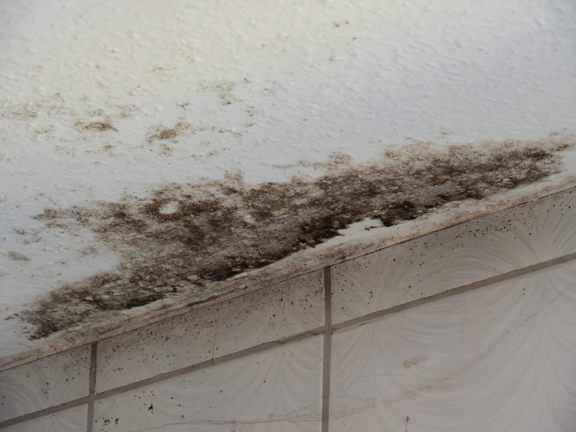 Preventing Mold and Mildew on Painted Homes in Portland