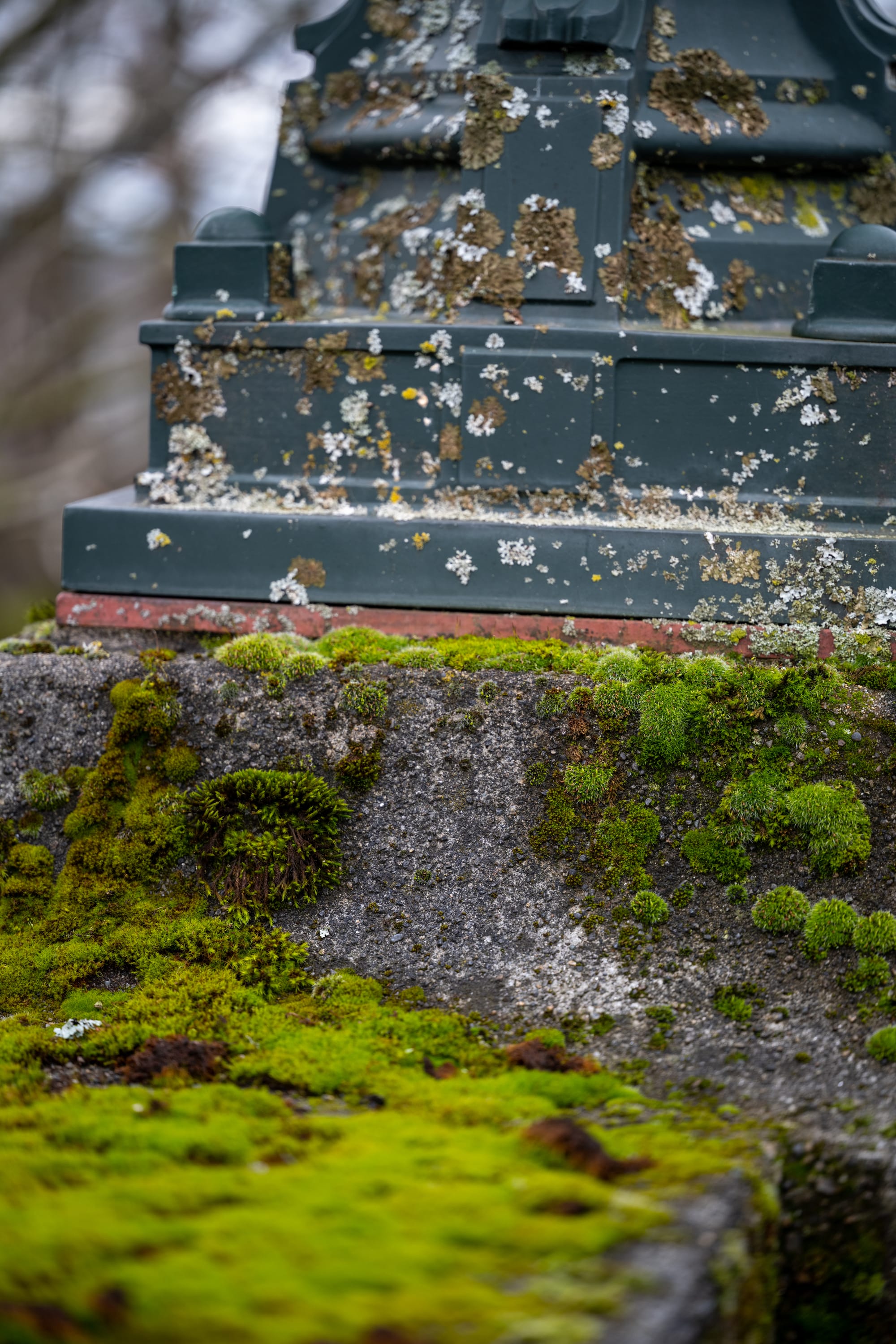 How Moss and Moisture Affect Exterior Paint in the Pacific Northwest