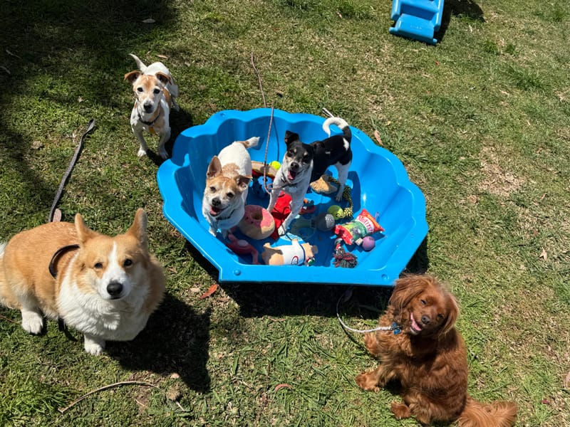 STRUCTURED PLAY DAY - DOGS UP TO 12Kg