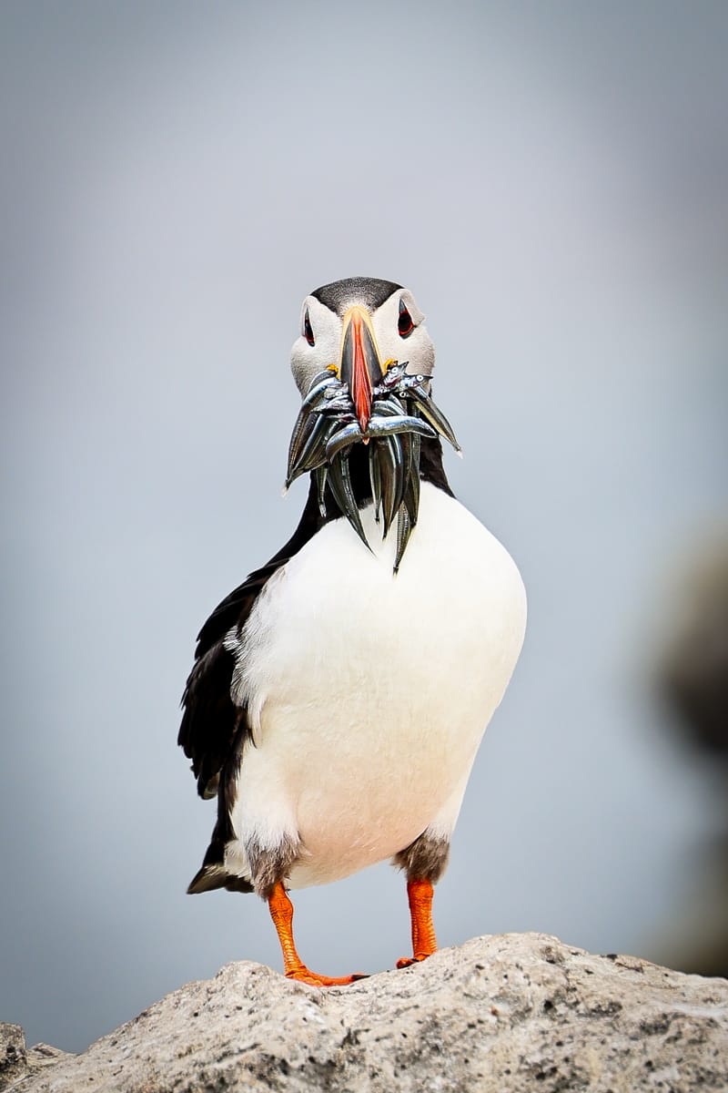 Embark on a visual journey with my lens as I capture the beauty, culture, and moments of destinations worldwide.