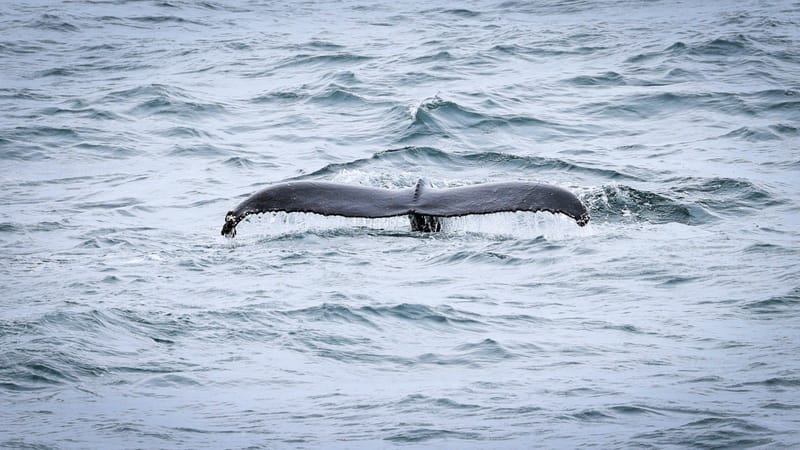 Embark on a visual journey with my lens as I capture the beauty, culture, and moments of destinations worldwide.