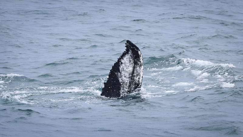 Embark on a visual journey with my lens as I capture the beauty, culture, and moments of destinations worldwide.