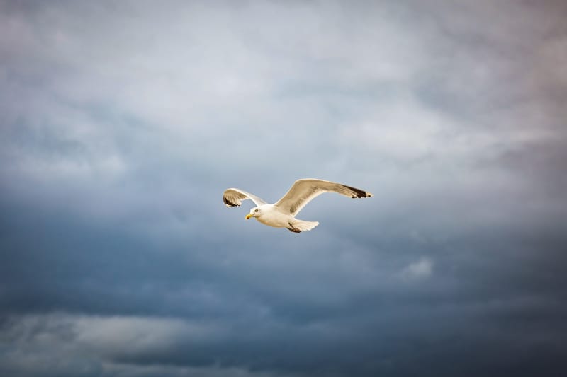 Embark on a visual journey with my lens as I capture the beauty, culture, and moments of destinations worldwide.