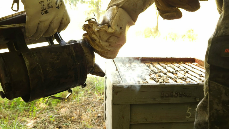 Egy kaptárnyi múlt – ahol minden elkezdődött