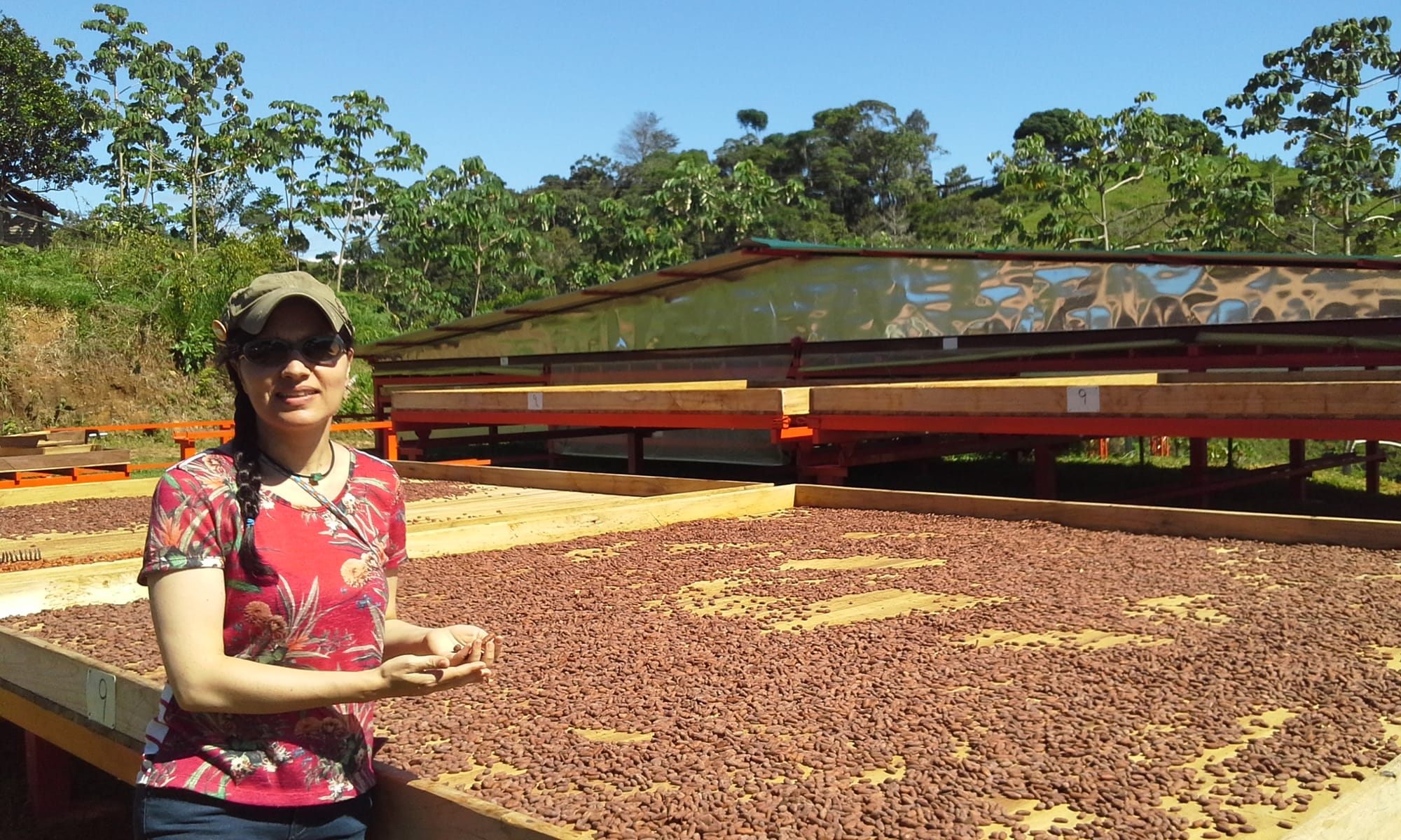 Cacao Betulia