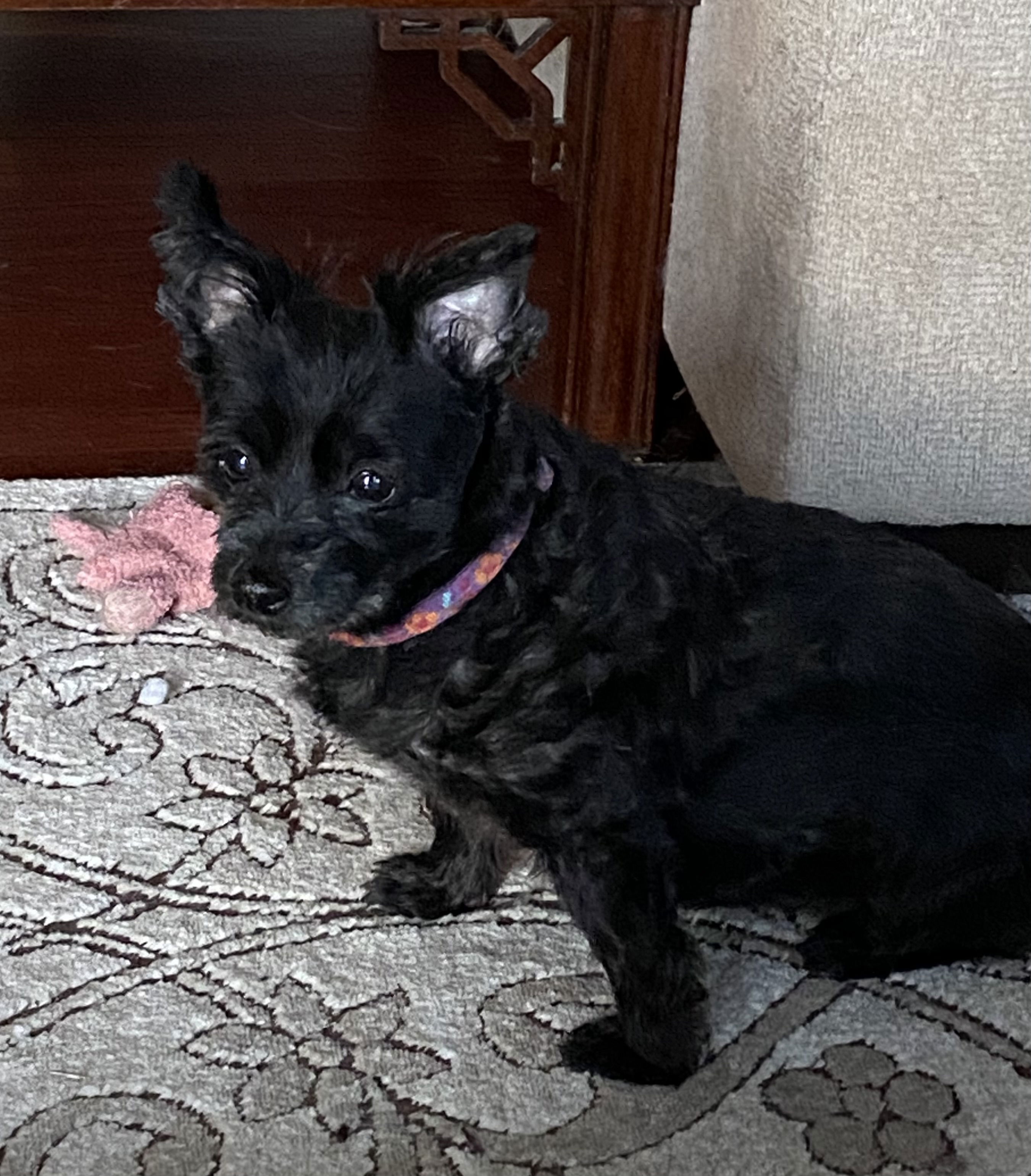 Small, black, yorkie mix dog