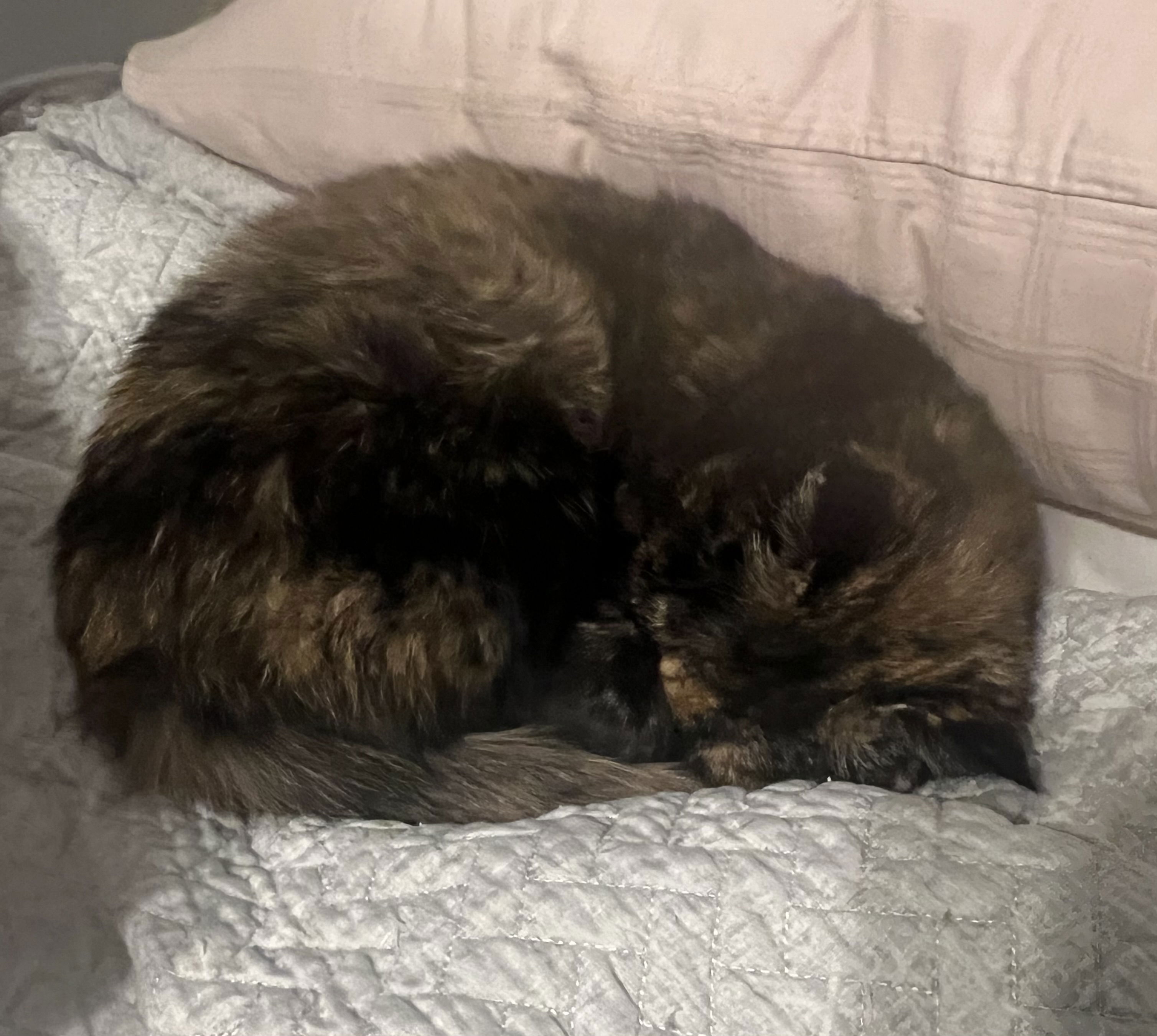 Torti cat, curled up in a ball, sleeping