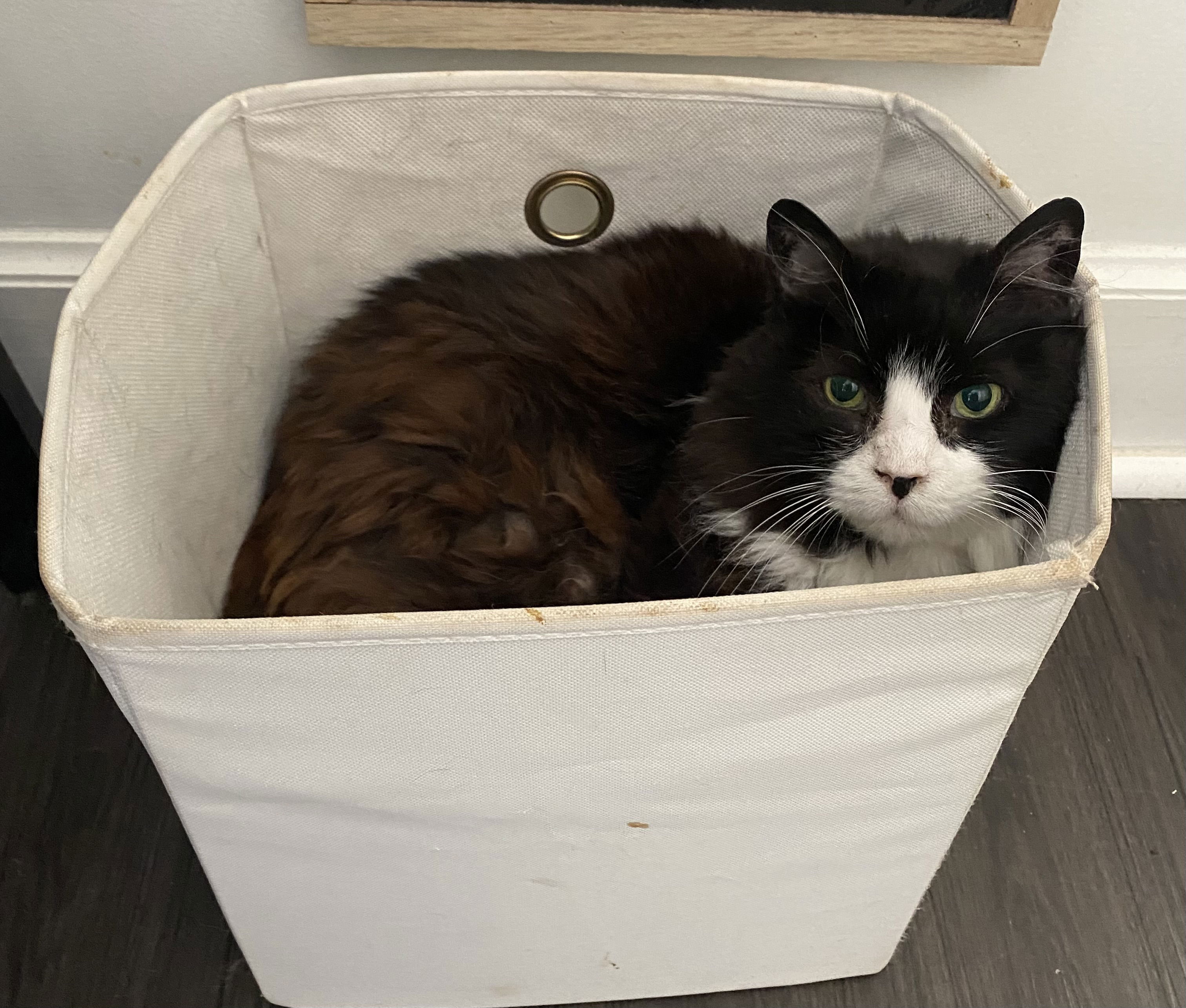 Black and white tuxedo cat curled up in a white crate