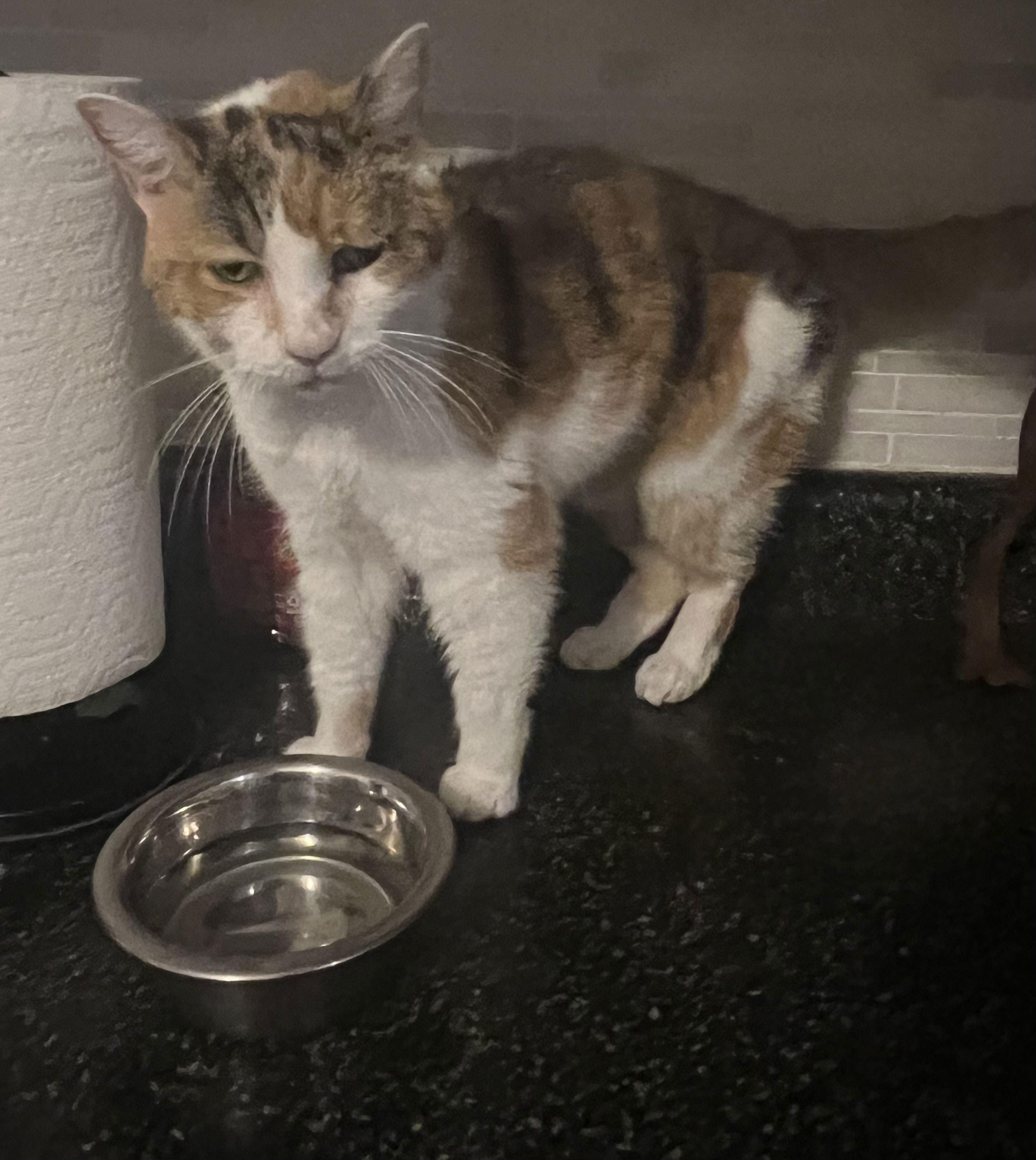 Calico cat with white patches standing next to a water bowl