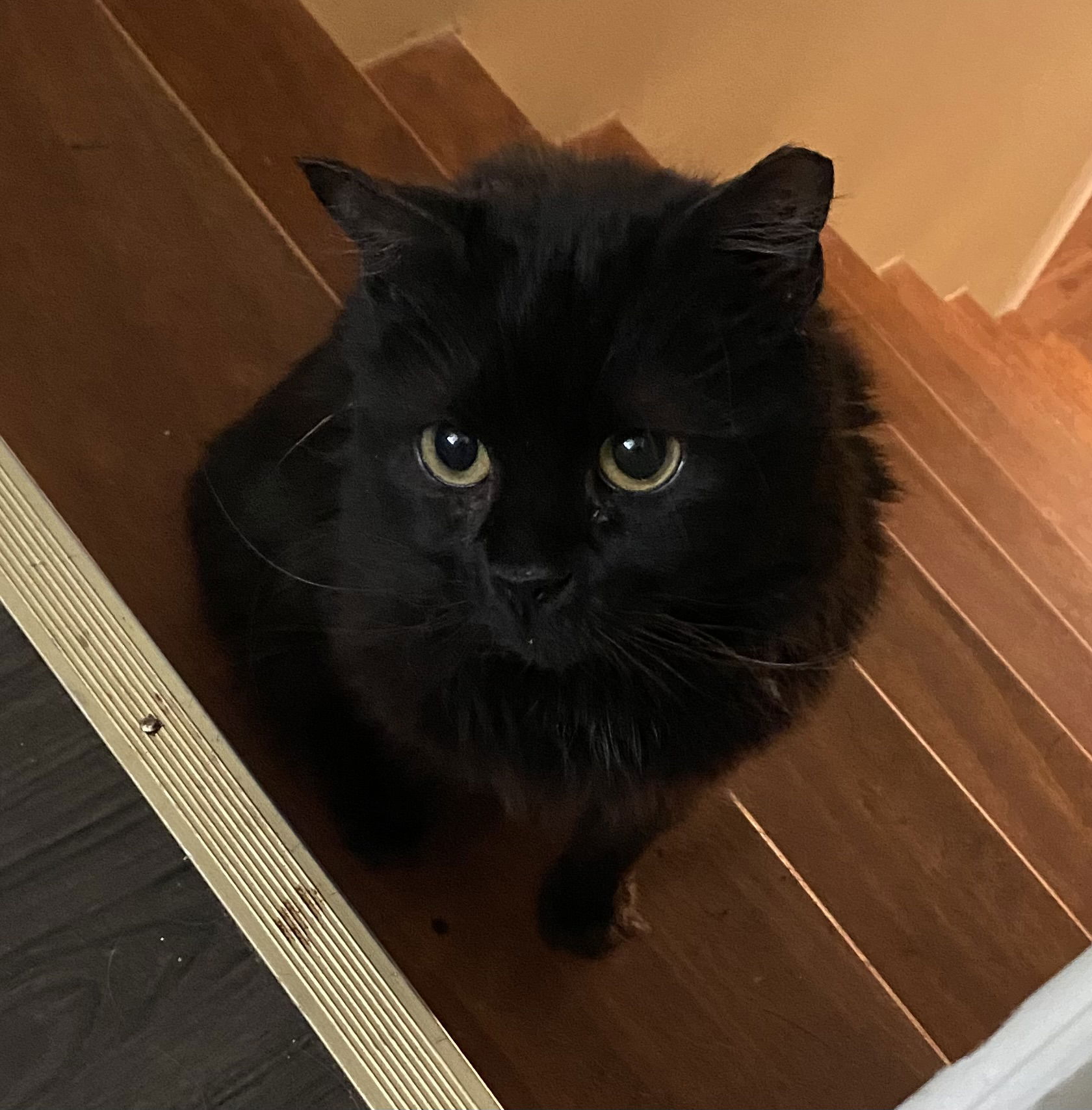 black cat with big eyes sitting on the steps