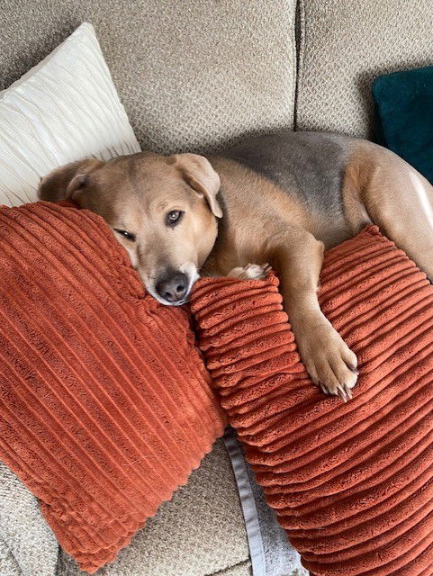 beagle mix dog sleeping on pillows