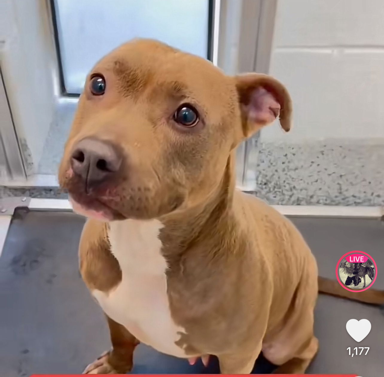 Small brown pitbull with a white chest sitting in a shelter