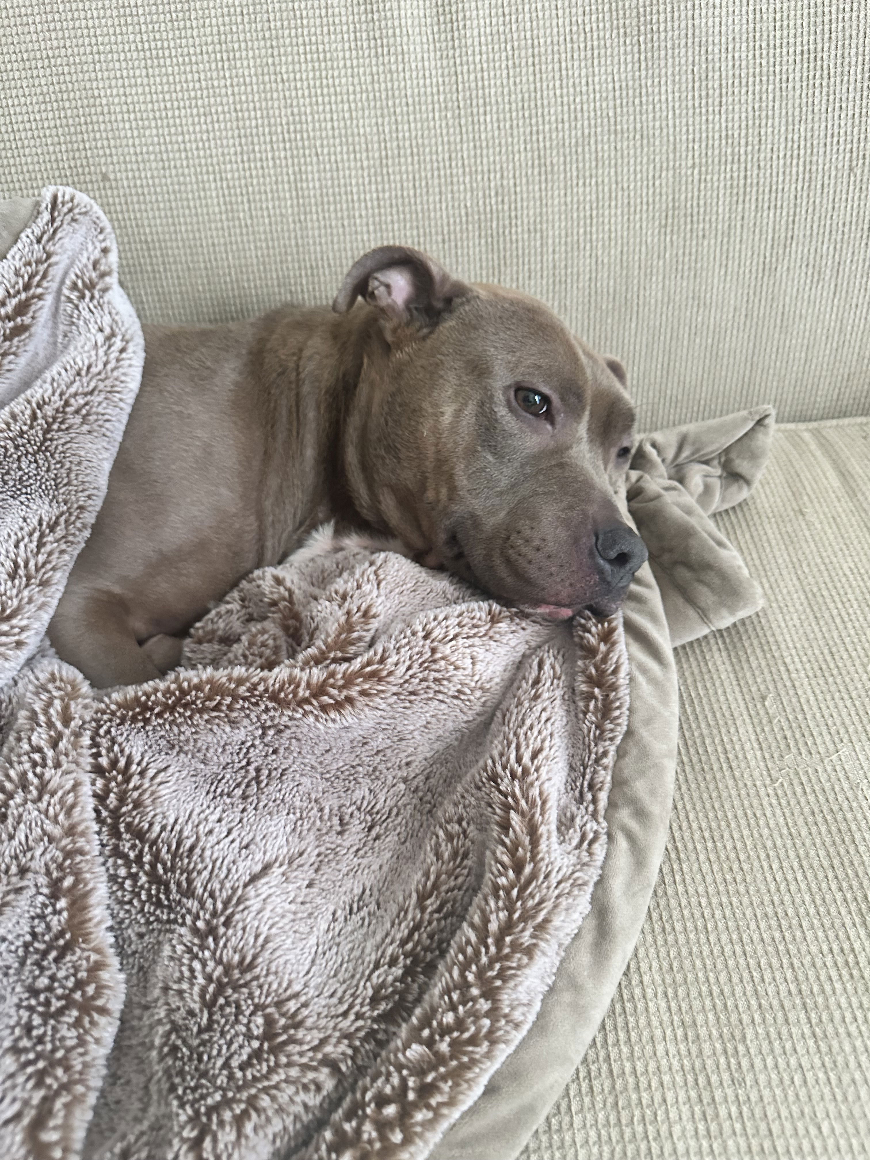 Brown pitbull laying on a sofa in a blanket