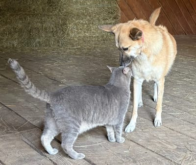 Smokey's Surgery & Nugget's First Egg