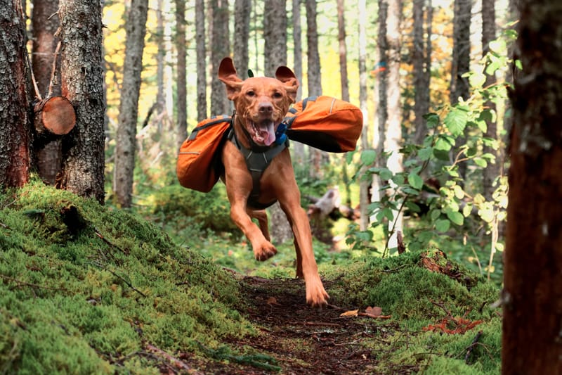 Dog Hiking Service in Northeast Georgia