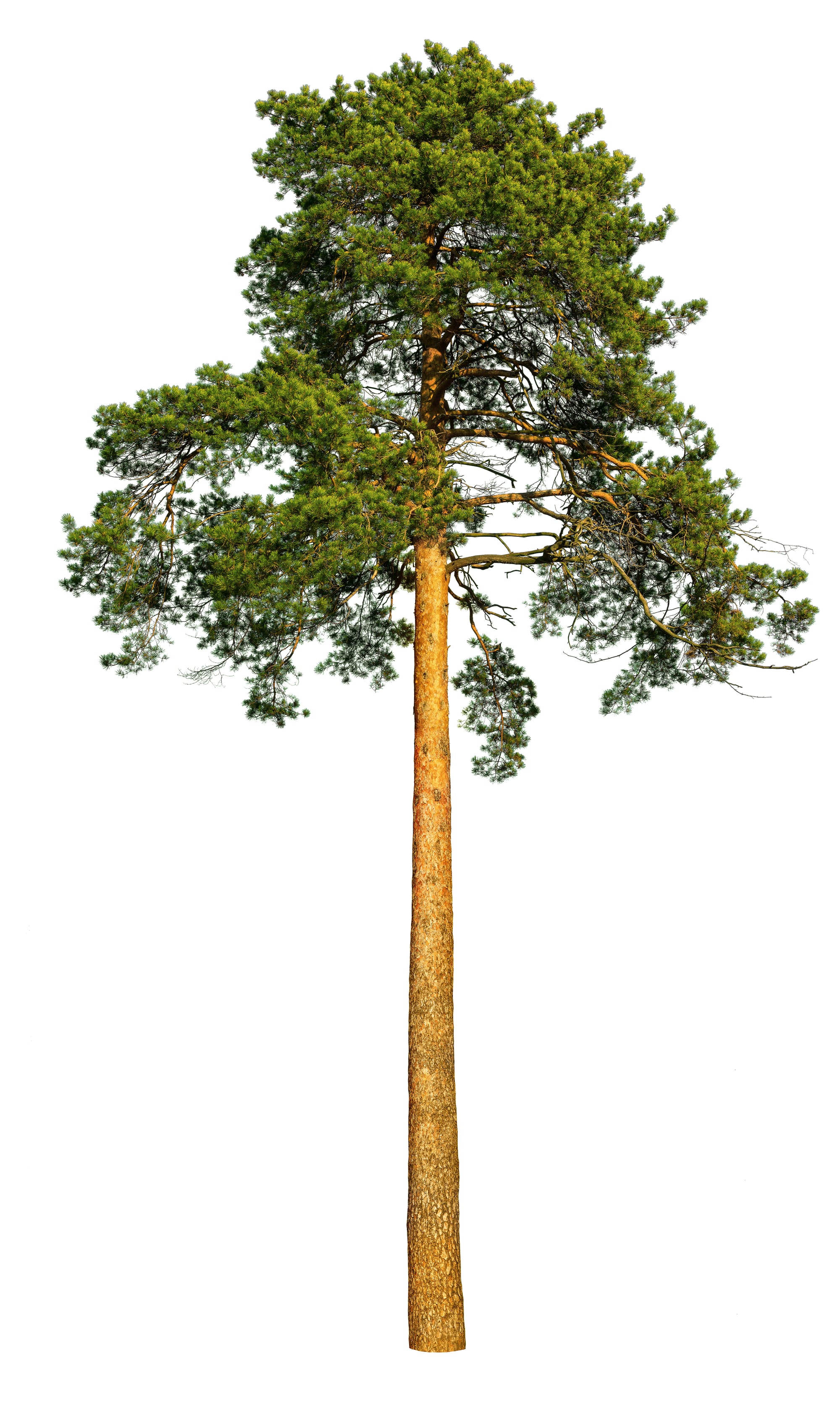 How to measure the height of an object!
