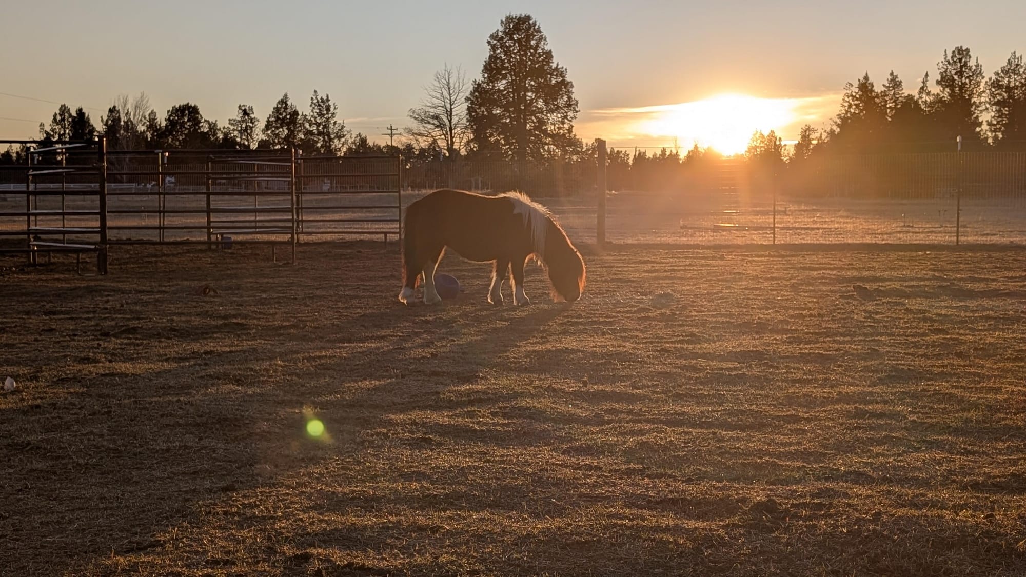 Tillie at Sunset