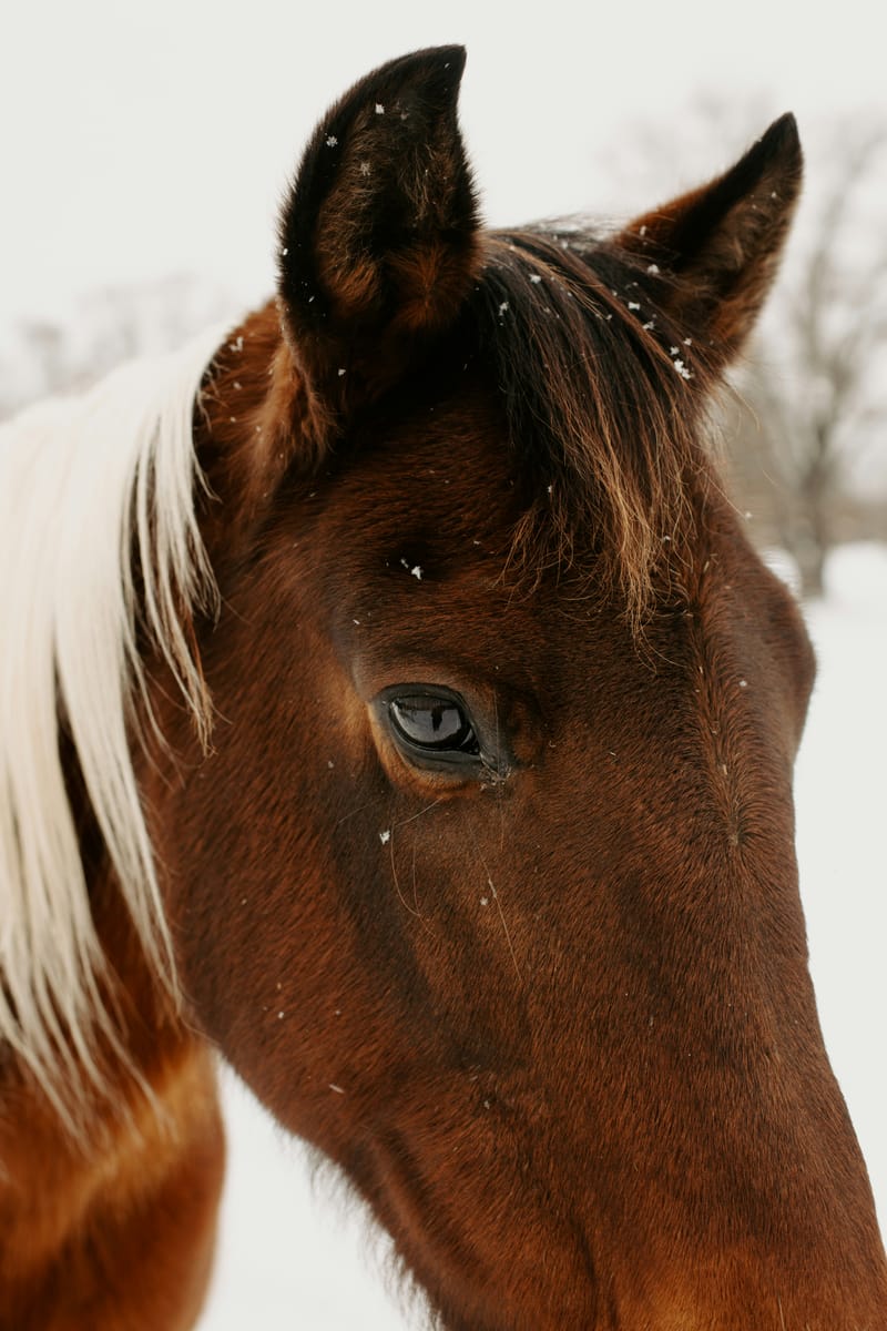 Equine Gestalt Therapy