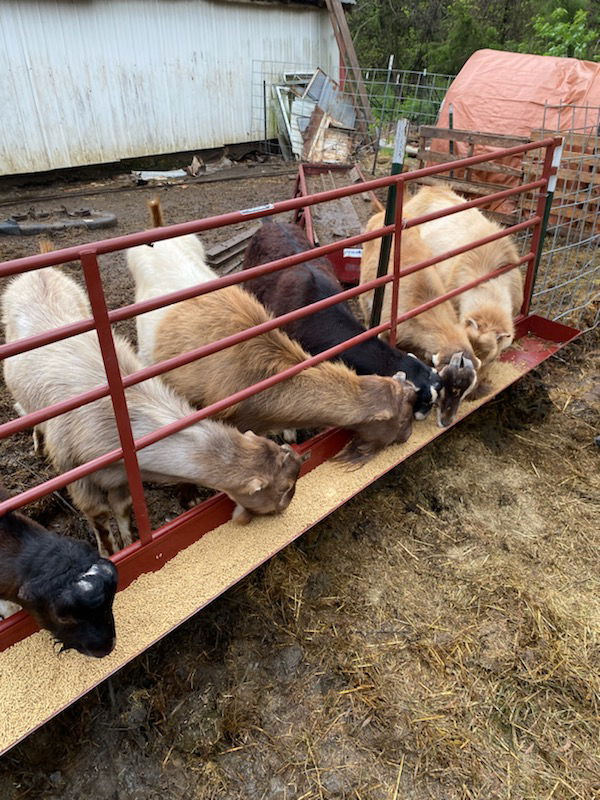 Goat Feeders