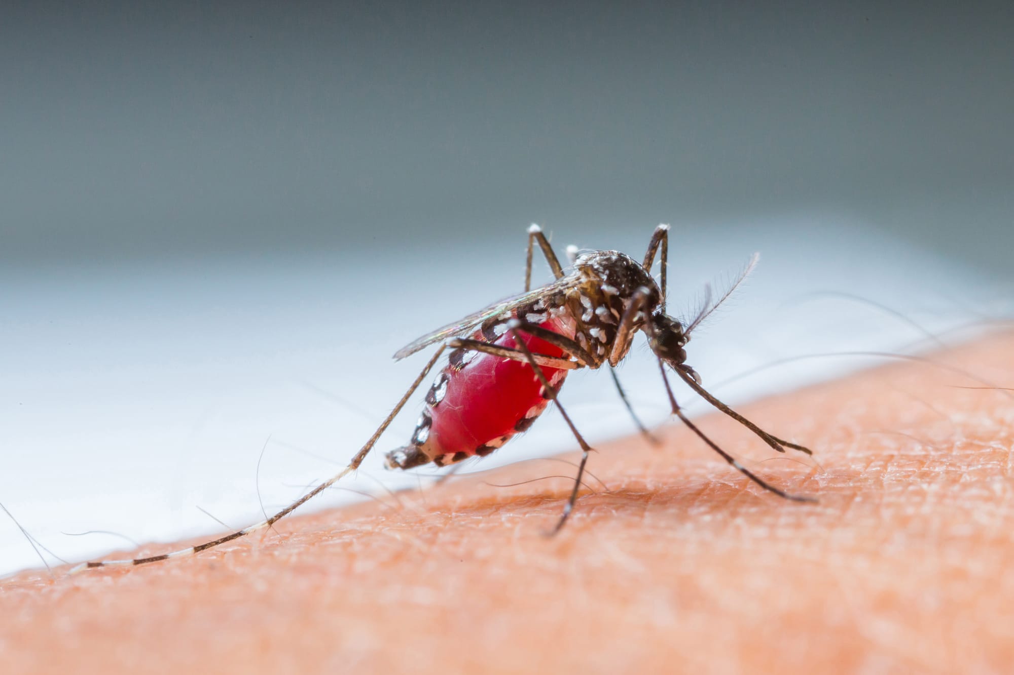 Dengue en México, lo qué debemos saber.