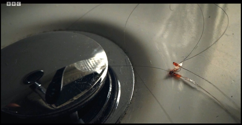 Ripped out hair strands