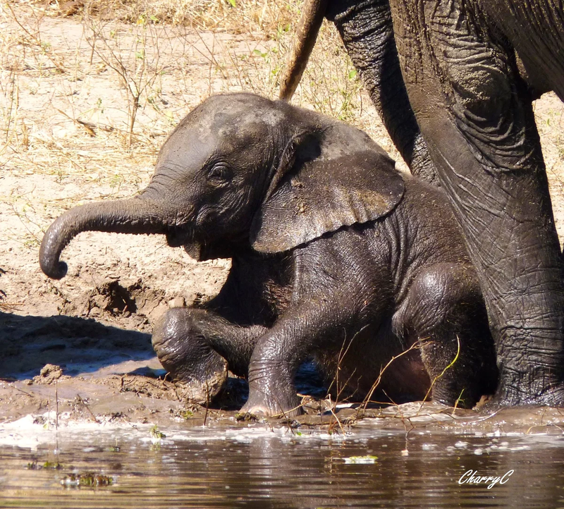 AFRICAN WILDLIFE