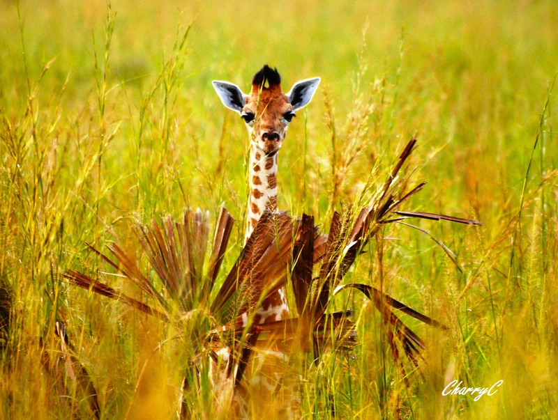 AFRICAN WILDLIFE
