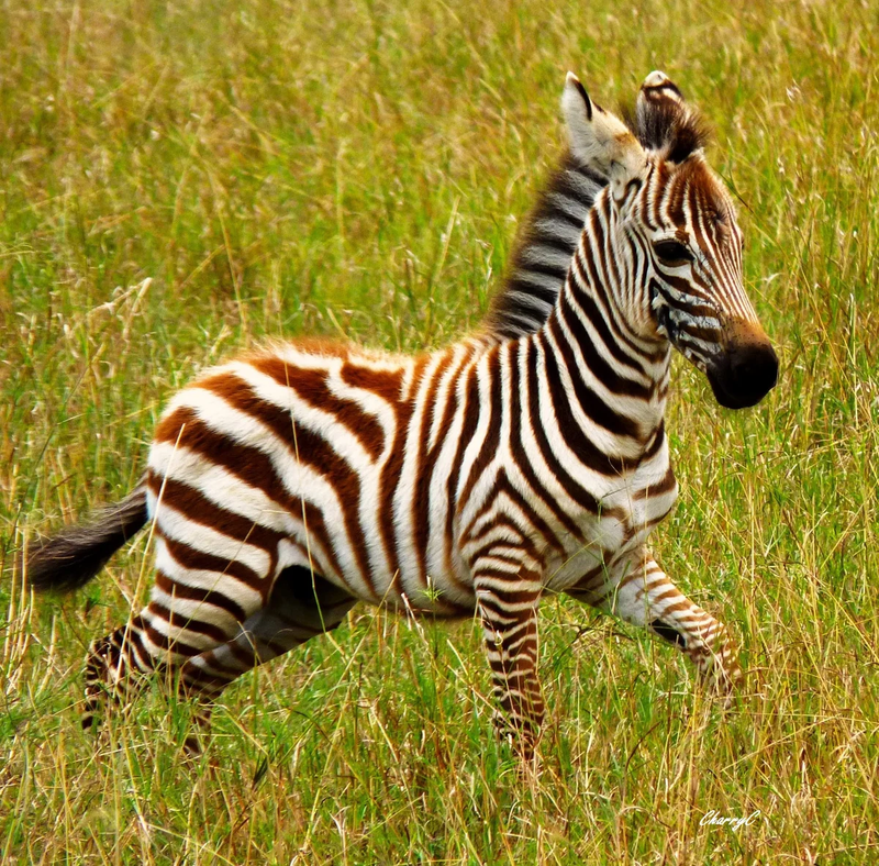 AFRICAN WILDLIFE