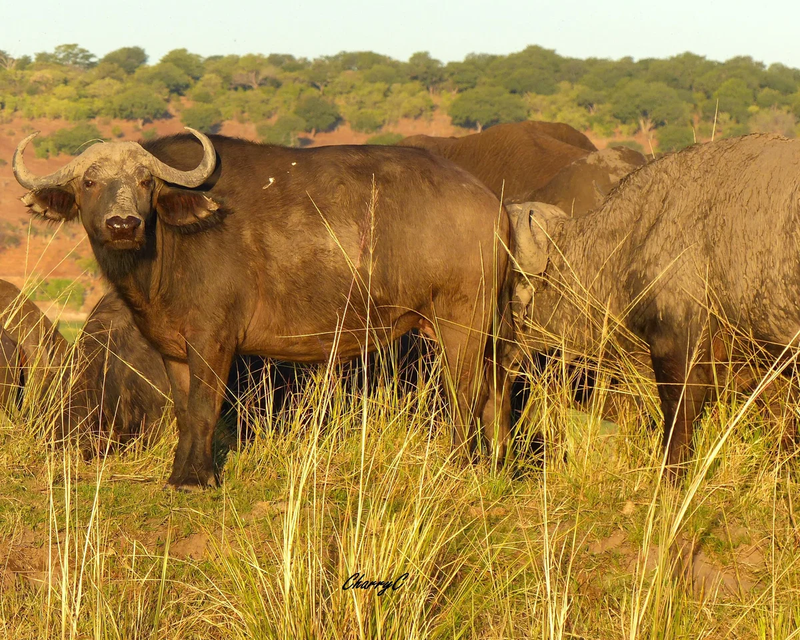 AFRICAN WILDLIFE